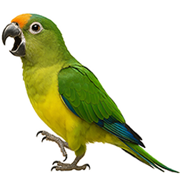 Peach-fronted Conure